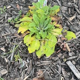 Photo of the plant species Common Foxglove by @EthicalRimu72 named LiloStitch on Greg, the plant care app