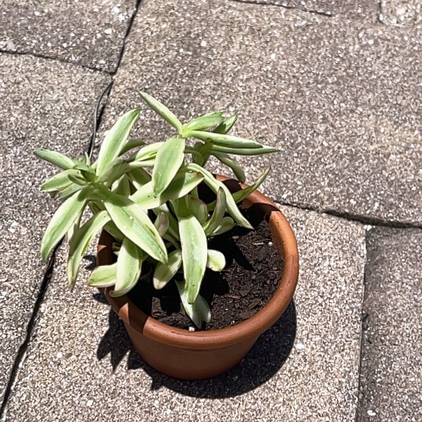 Photo of the plant species Crassula capitella 'Campfire Variegated' by @PoetTitoki90 named ChloroPhil on Greg, the plant care app