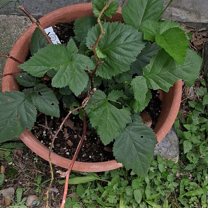 Photo of the plant species Kiowa Blackberry Bush by @FitCuttings54 named Robert Plant on Greg, the plant care app