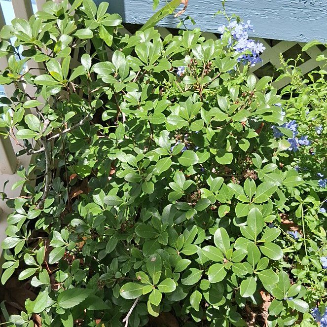 Photo of the plant species Indian Hawthorn by @FitCuttings54 named Captain Plant-it on Greg, the plant care app
