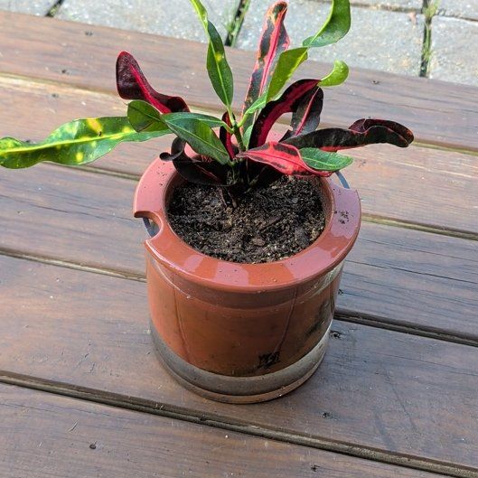 Photo of the plant species Mammy Croton by @FitCuttings54 named Demi on Greg, the plant care app