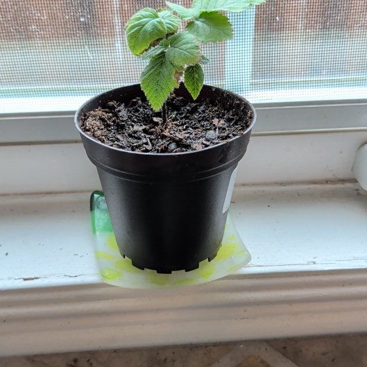 Photo of the plant species Kiowa Blackberry Bush by @FitCuttings54 named Foxxy on Greg, the plant care app