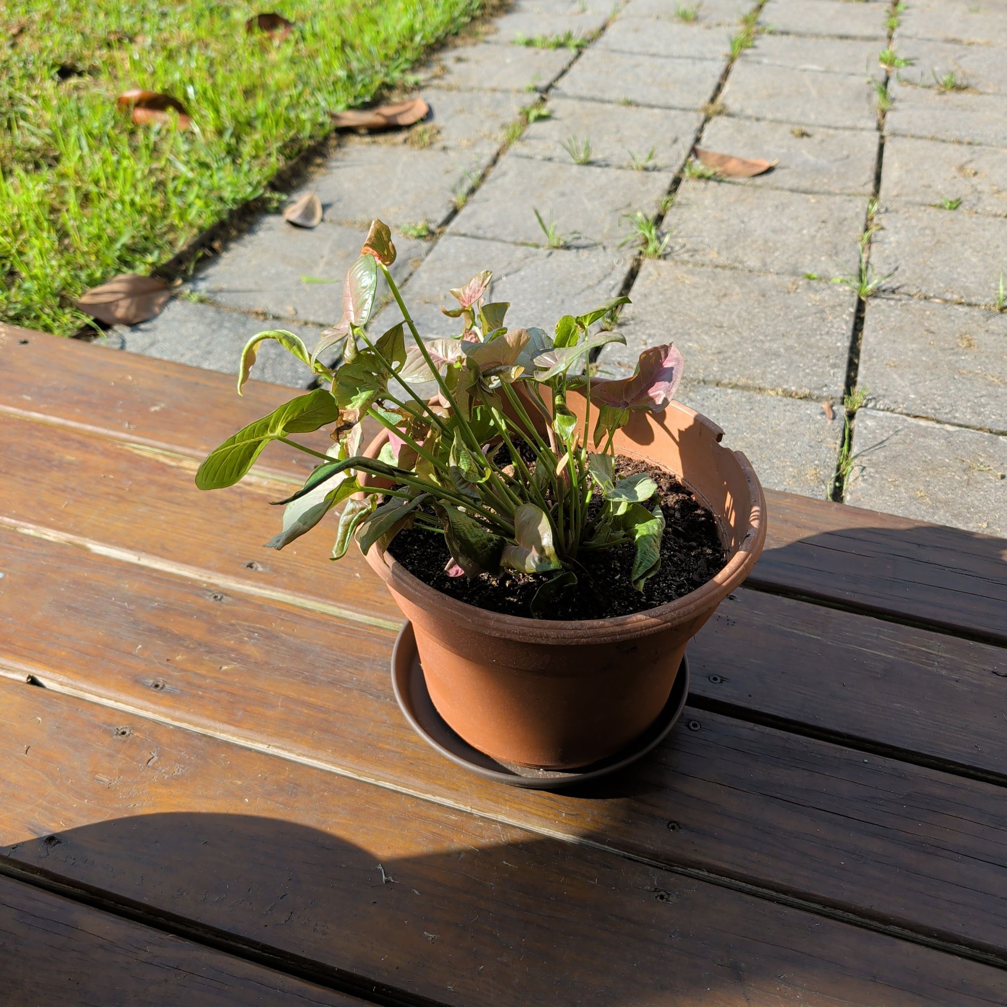 Photo of the plant species Neon Allusion Arrowhead Plant by @FitCuttings54 named Einstein on Greg, the plant care app
