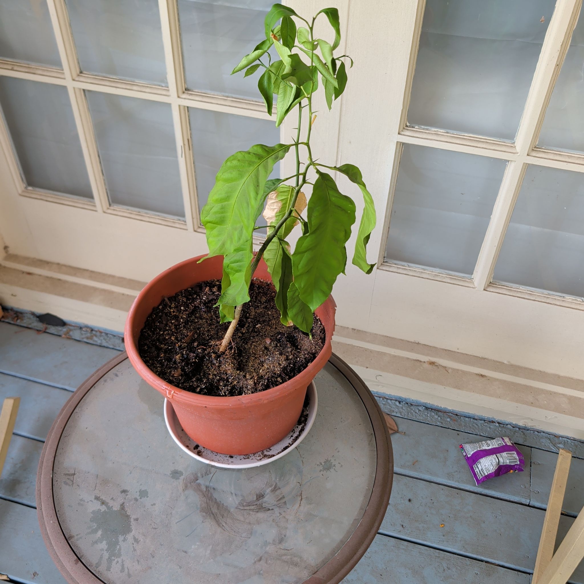 Photo of the plant species Apple Tree by @FitCuttings54 named Harry on Greg, the plant care app