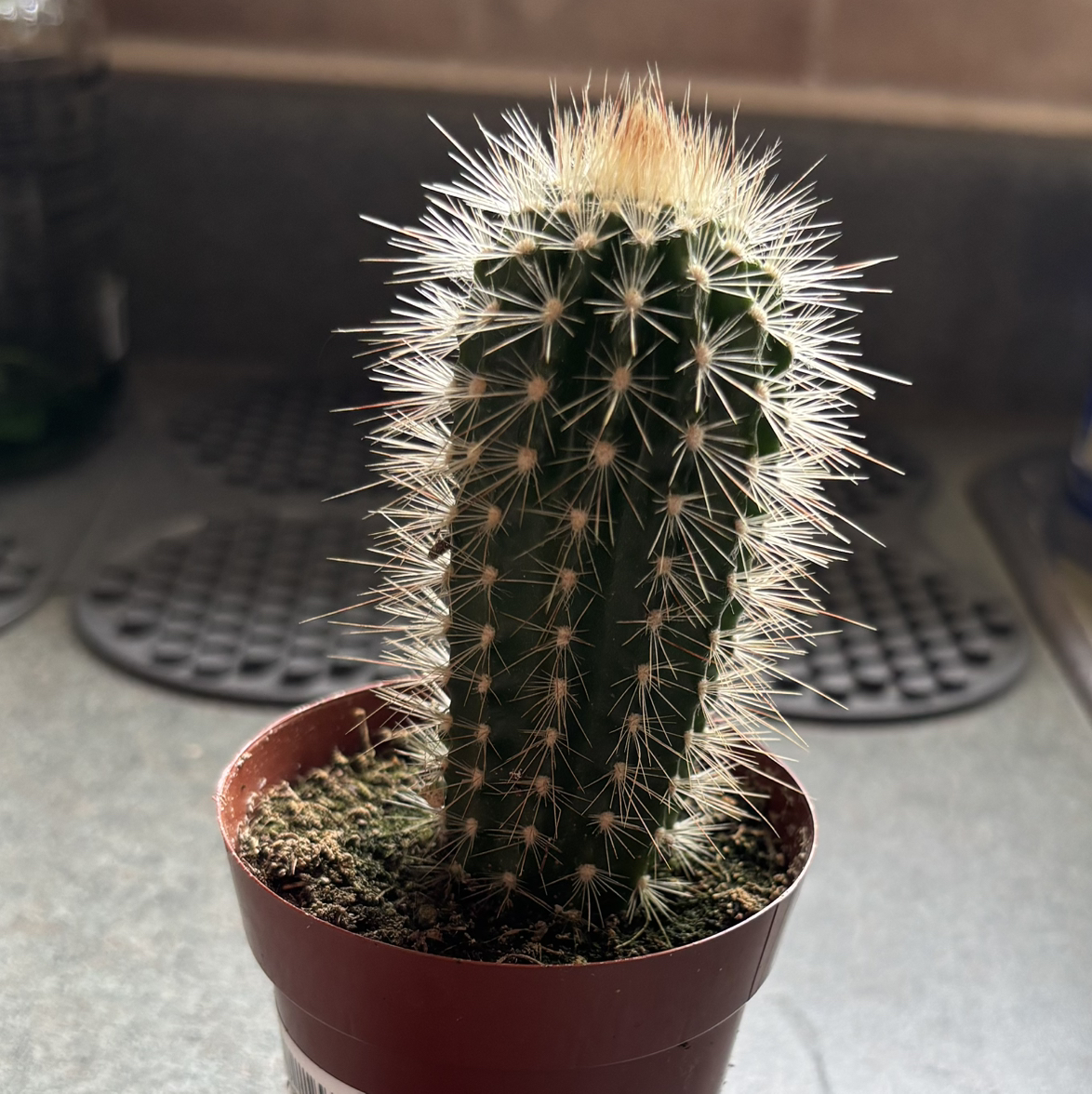 Photo of the plant species Pilosocereus odilensis by @Moochi05 named Einstein on Greg, the plant care app