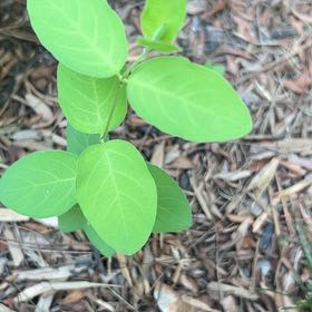 Photo of the plant species Butterfly Pea by @PromptMorombe44 named Tupot amaroot on Greg, the plant care app