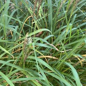 Photo of the plant species Johnsongrass by @PromptMorombe44 named Bodhi on Greg, the plant care app