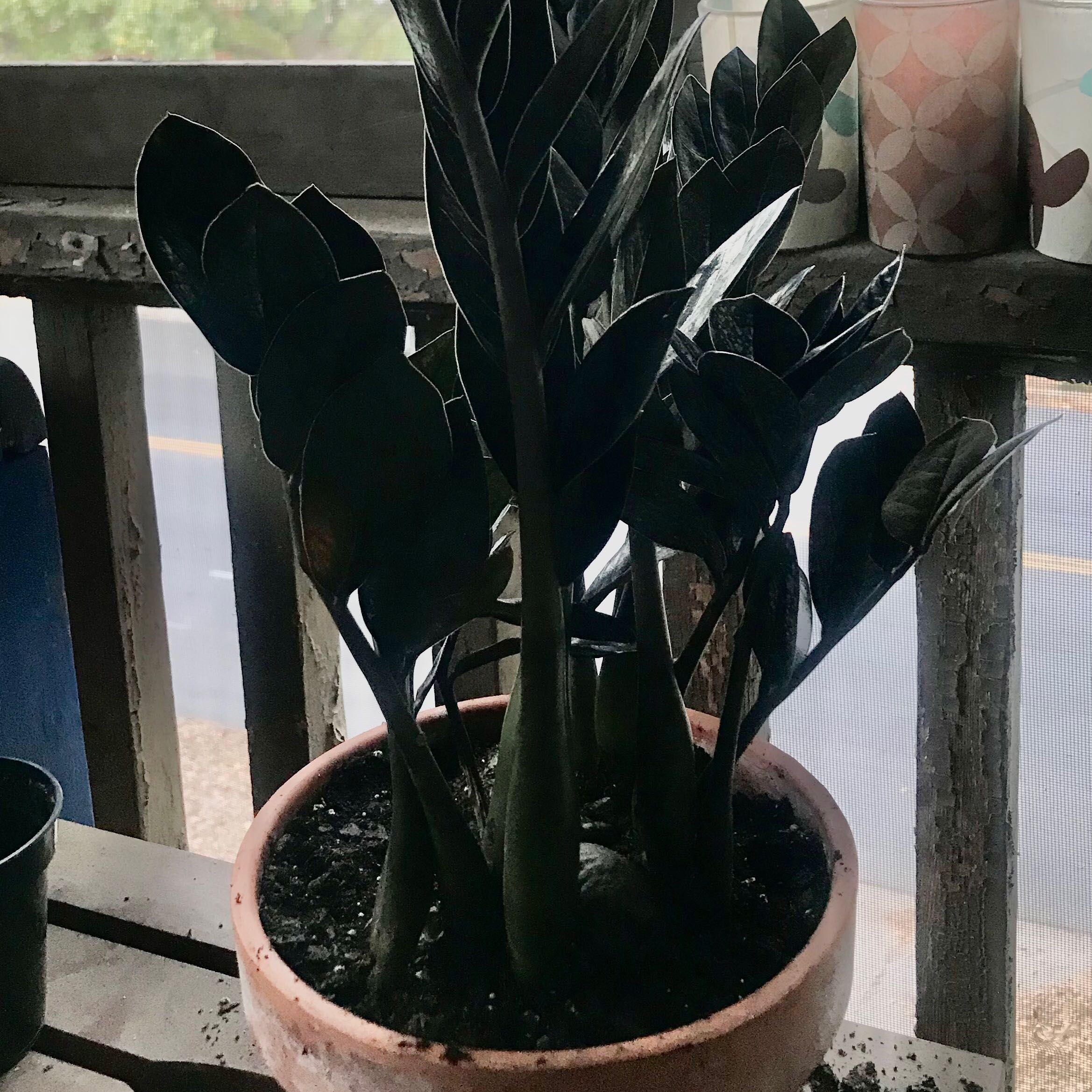 Raven ZZ Plant in a pot with dark green leaves, well-framed and healthy.