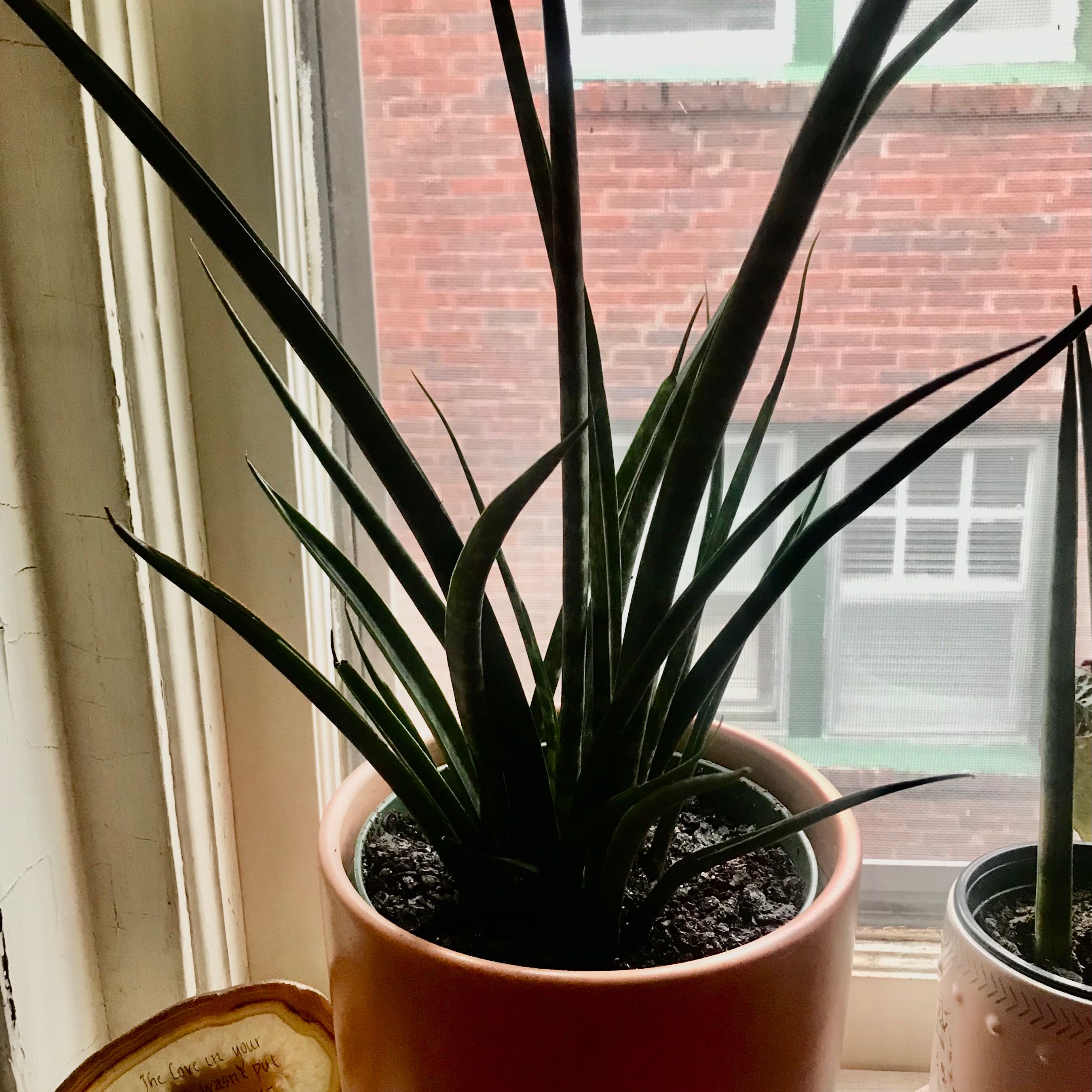 Dracaena 'Mikado' plant in a pot on a windowsill, healthy with visible soil.