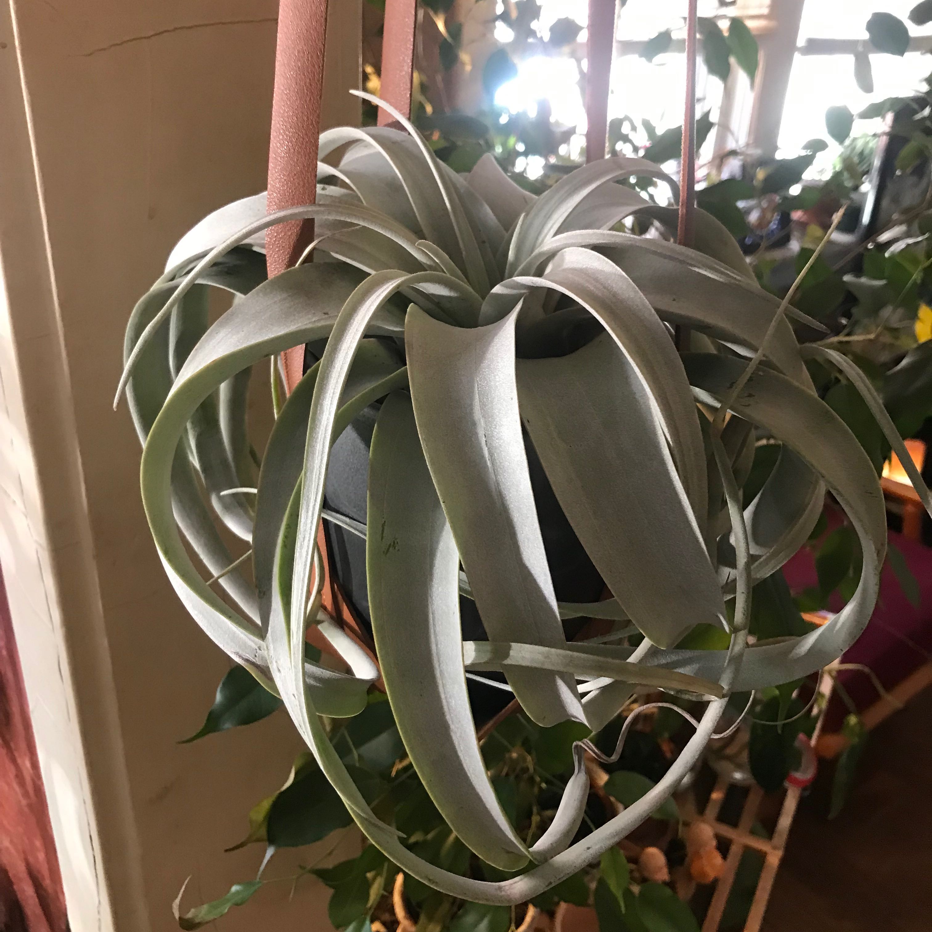 Tillandsia Xerographica plant in a hanging pot with silvery-green leaves.