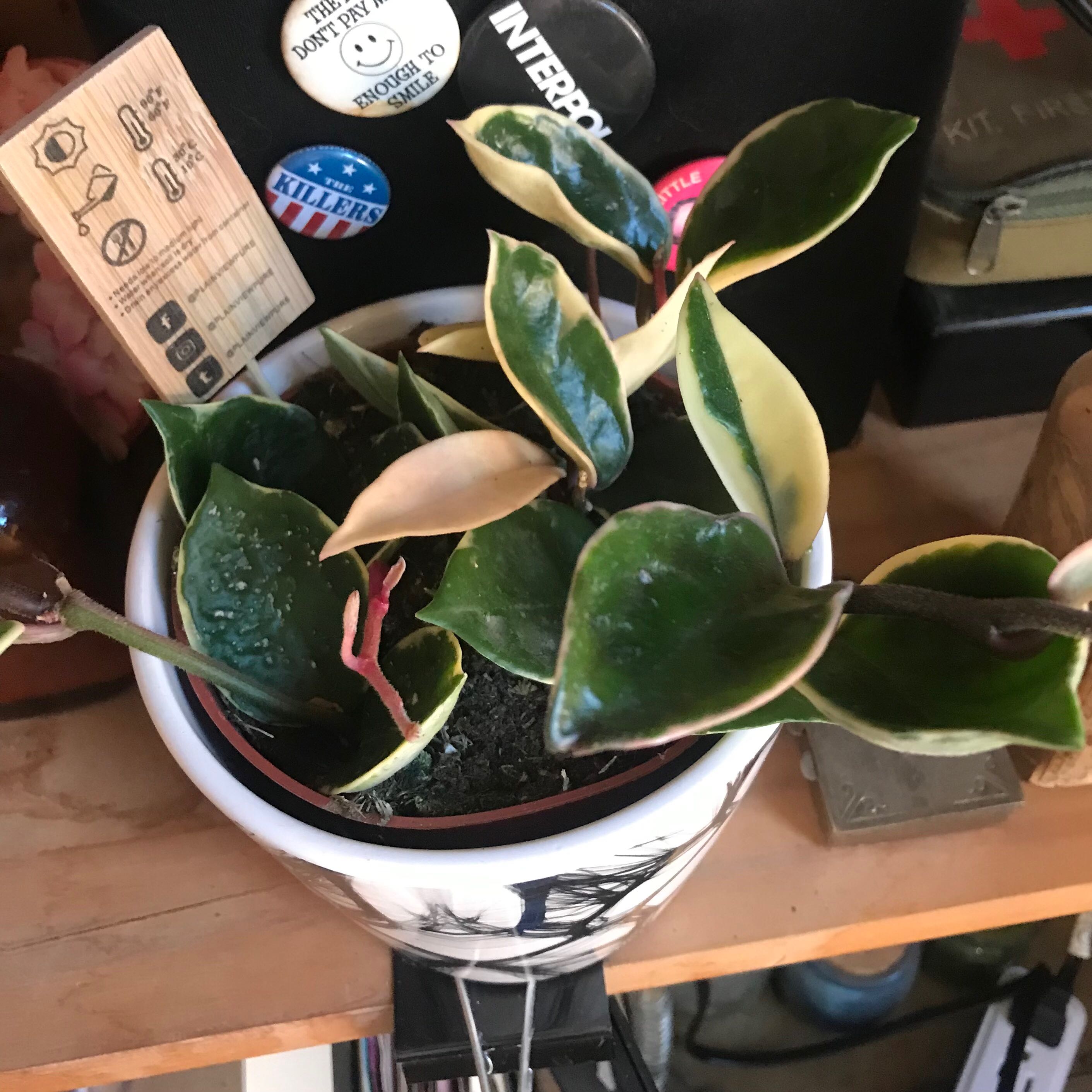 Hoya Krimson Queen plant in a pot with variegated leaves, placed on a shelf.