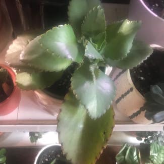 Mother of Thousands plant in Kansas City, Missouri