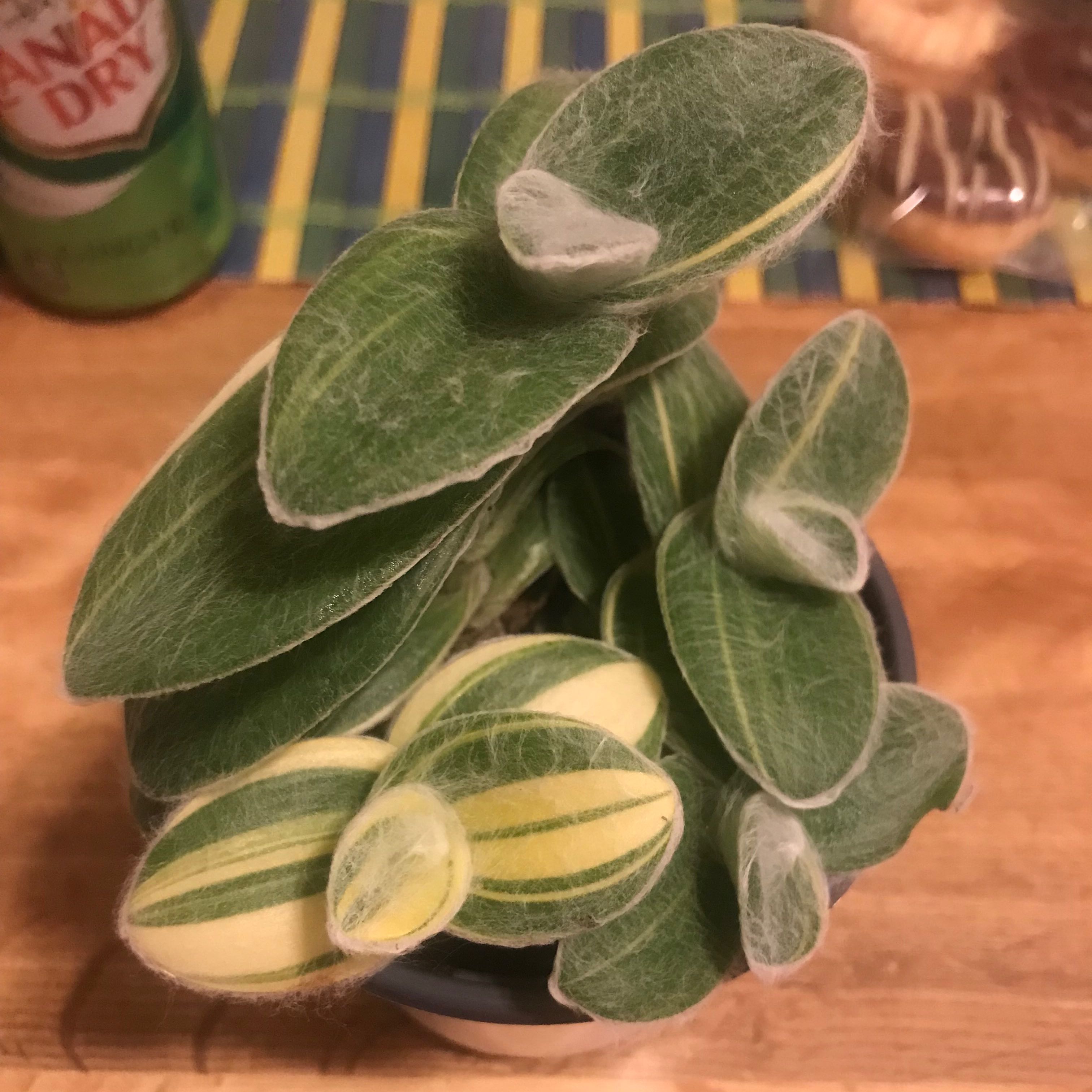 White Velvet plant with green and yellow variegated leaves covered in fine white hairs in a small pot.