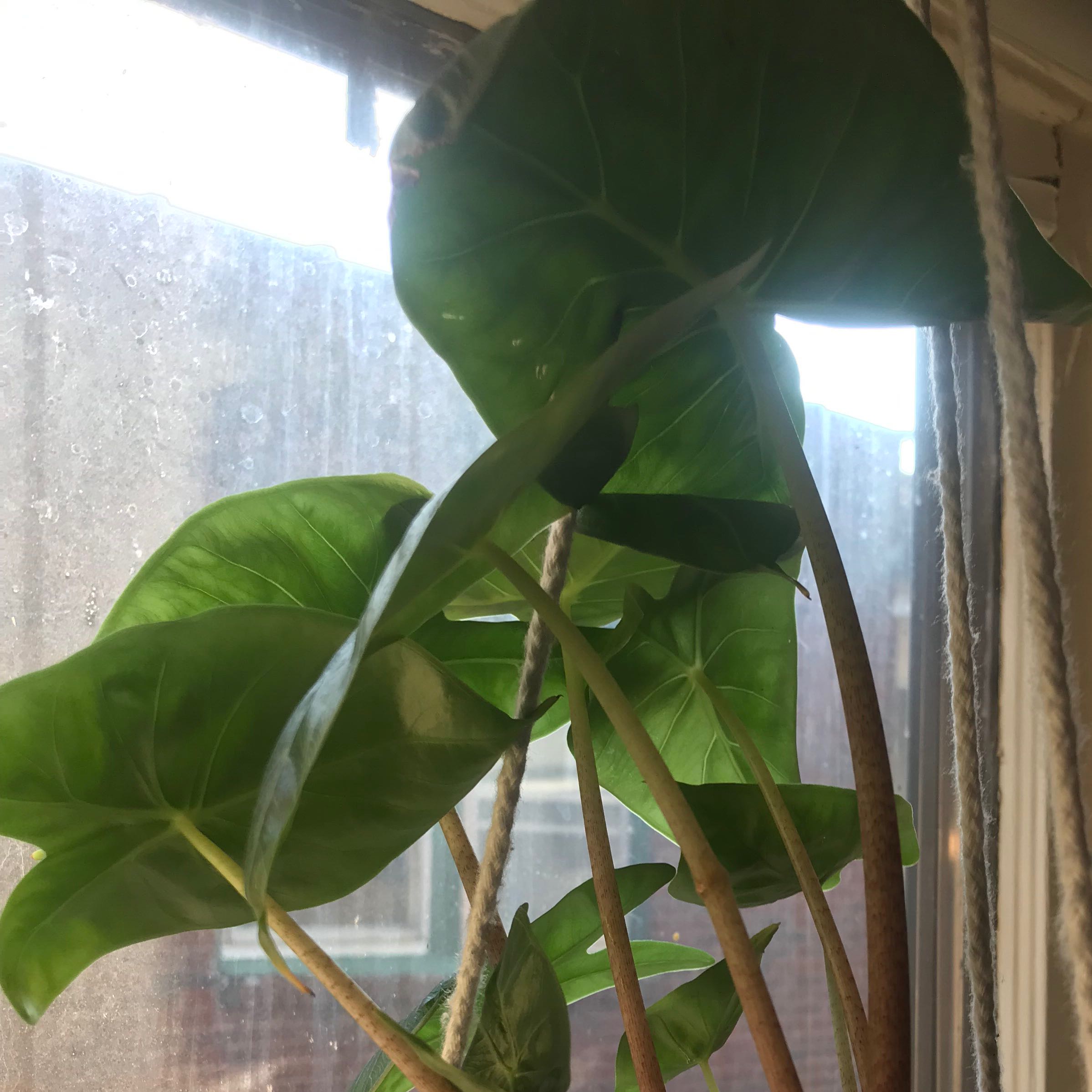 Healthy Chinese Taro plant with large, vibrant green heart-shaped leaves on a bright window sill.