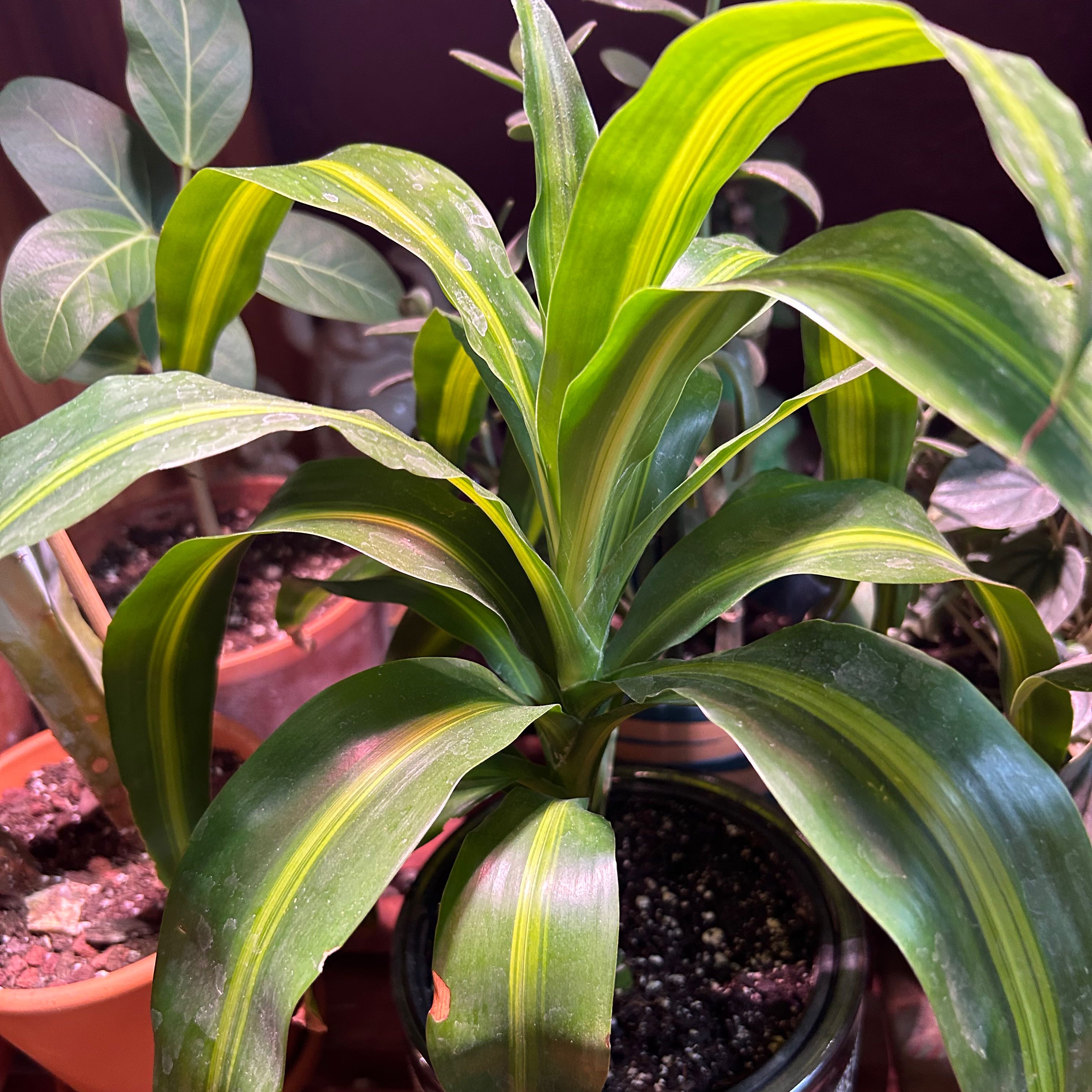 Dracaena 'Lemon Lime' plant with vibrant green and yellow-striped leaves in a pot.