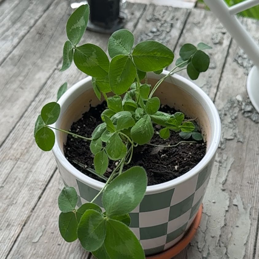 Photo of the plant species Carnation Clover by @GoodTukauki74 named James Dean on Greg, the plant care app