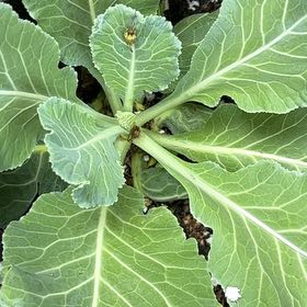 Photo of the plant species Collard Greens by @SharpMiniorchid named LiloStitch on Greg, the plant care app