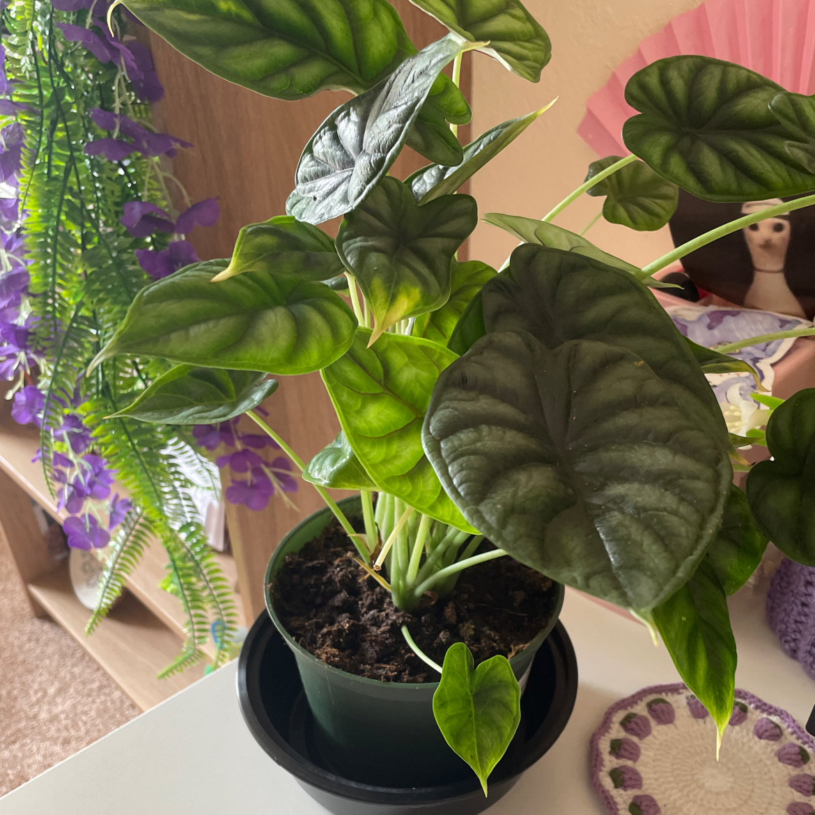 Photo of the plant species Variegated Alocasia Dragon Scale by @falk named Gobi on Greg, the plant care app