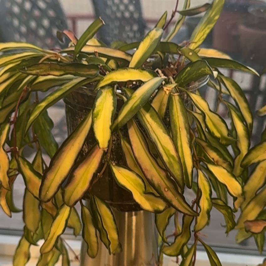 Photo of the plant species variegated hoya wayetii by @DollChosmo71 named Messi on Greg, the plant care app