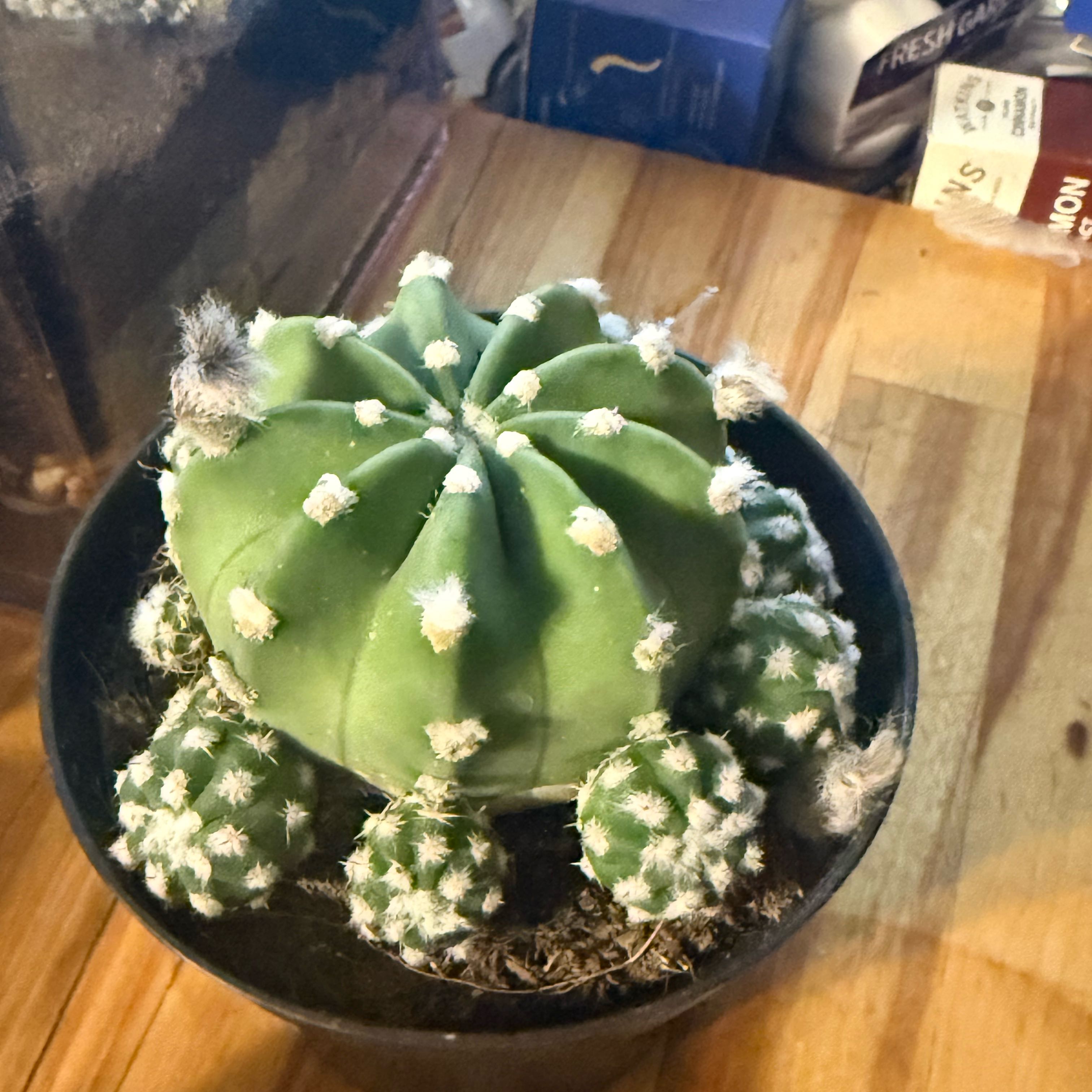 Photo of the plant species Easter Lily Cactus by @PluckyAchiote62 named Gomez on Greg, the plant care app