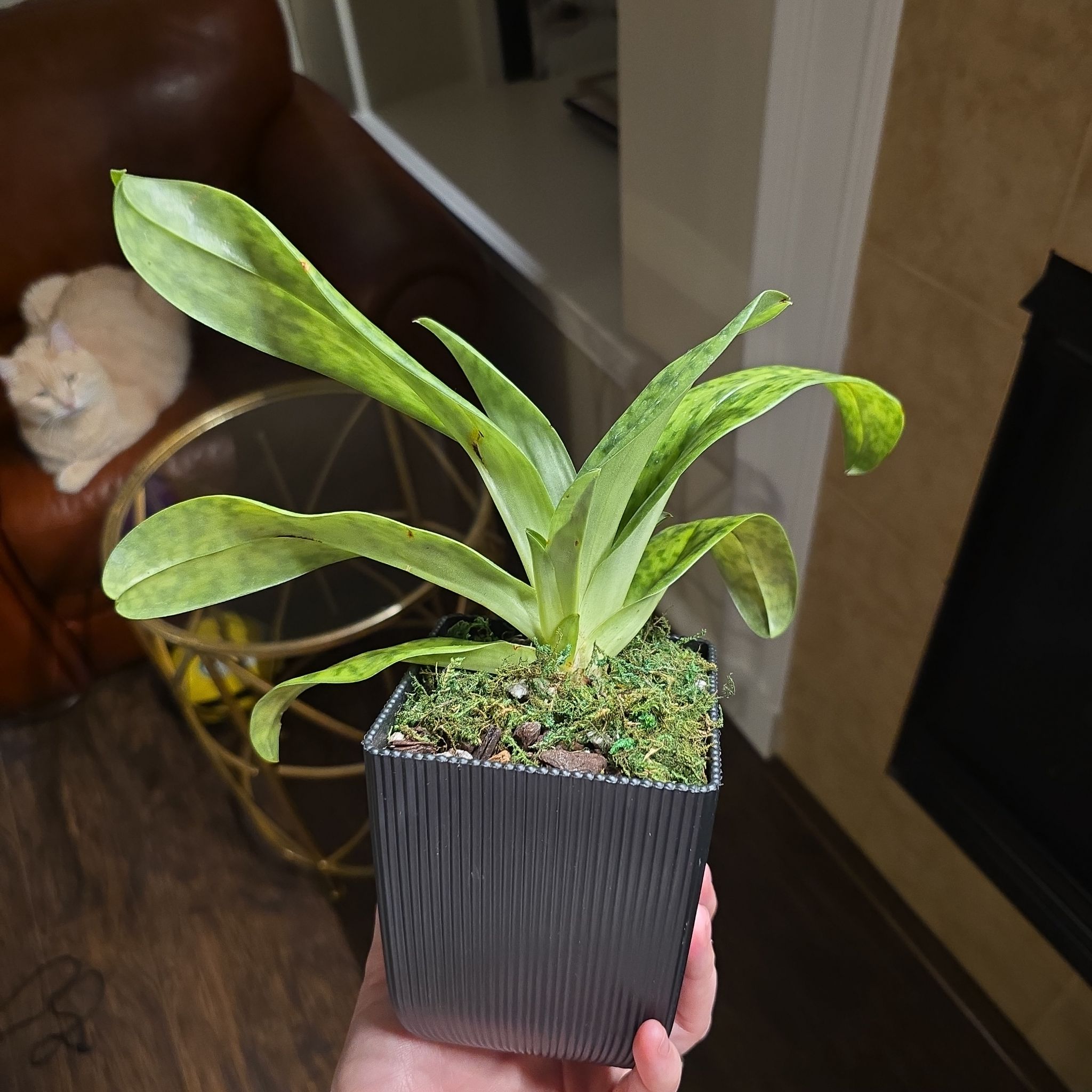 Photo of the plant species Lady Slipper Orchid by @AtypicalOkra93 named Shakira on Greg, the plant care app