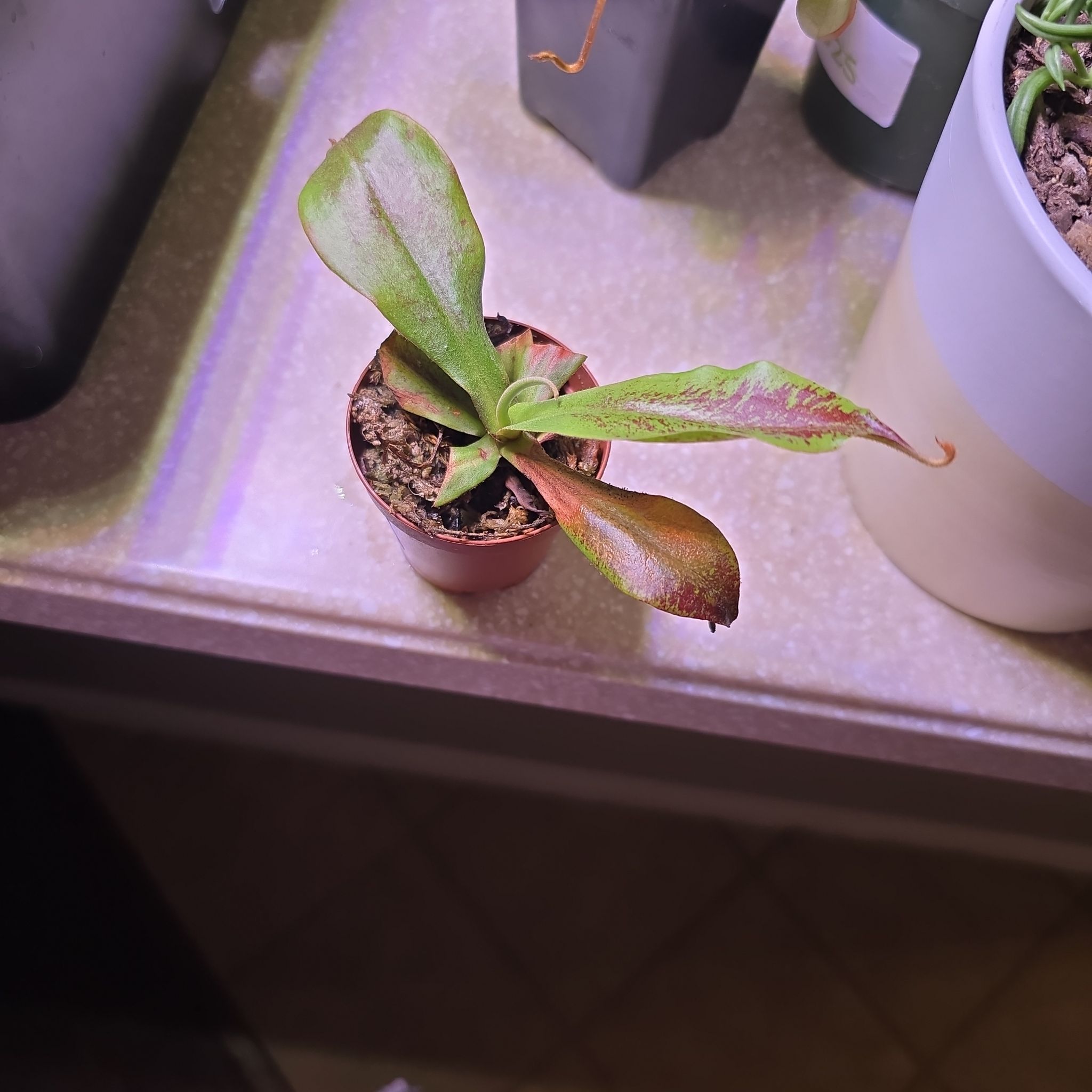 Photo of the plant species Nepenthes Lady Luck by @AtypicalOkra93 named Sproutacus on Greg, the plant care app