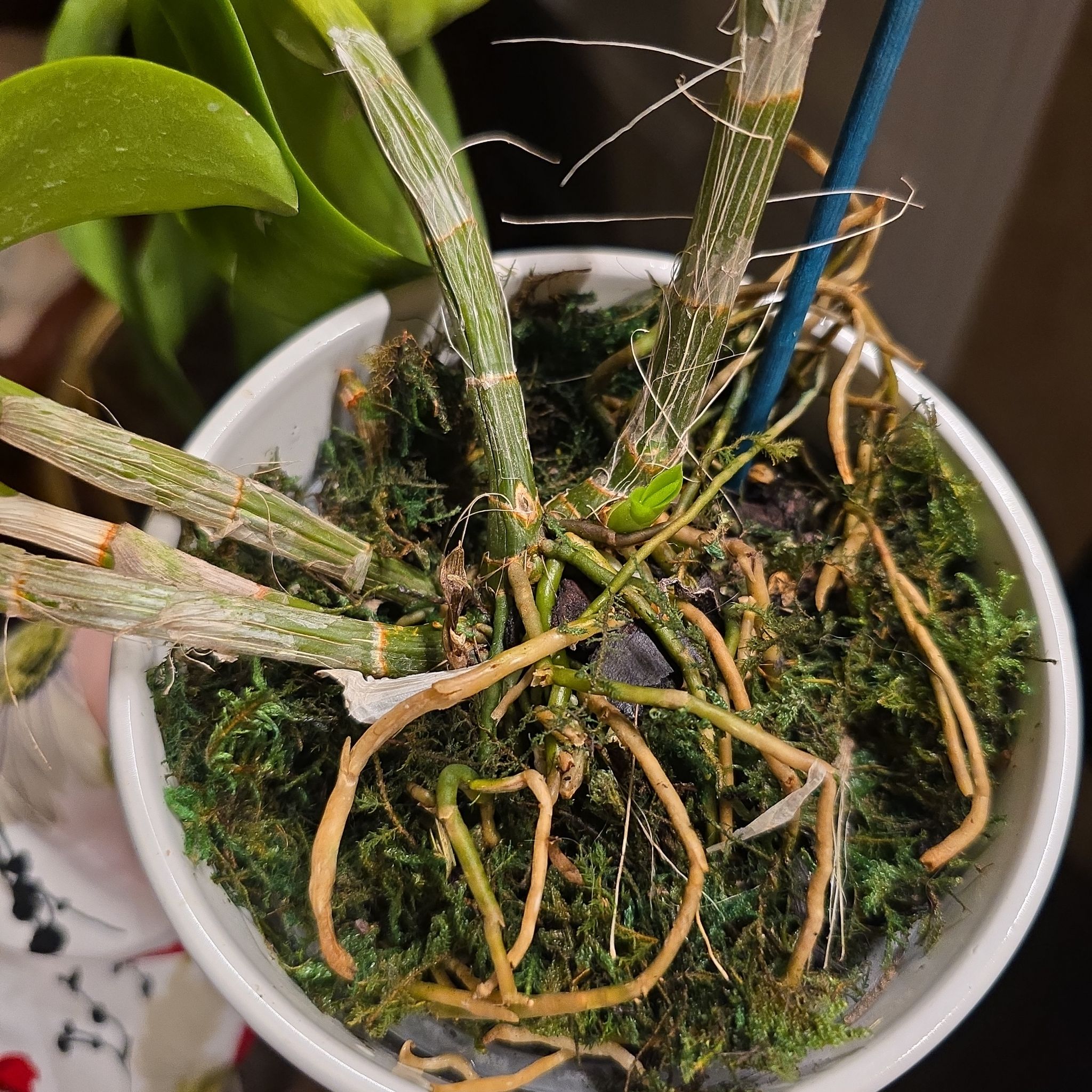 Photo of the plant species Dendrobium by @AtypicalOkra93 named Gobi on Greg, the plant care app