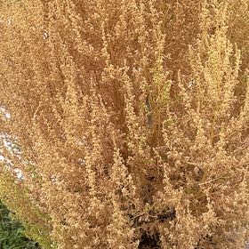 Photo of the plant species California Sagebrush by @HighRamsons97 named Madonna on Greg, the plant care app