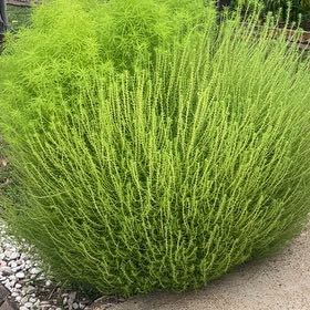 Photo of the plant species Prickly Russian Thistle by @HighRamsons97 named Drake on Greg, the plant care app