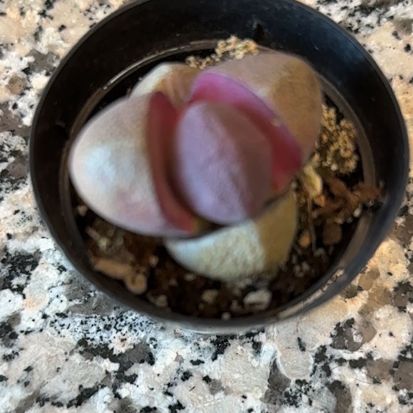 Photo of the plant species Royal Flush Split Rock by @UnspoiltOlneya named Robert Plant on Greg, the plant care app