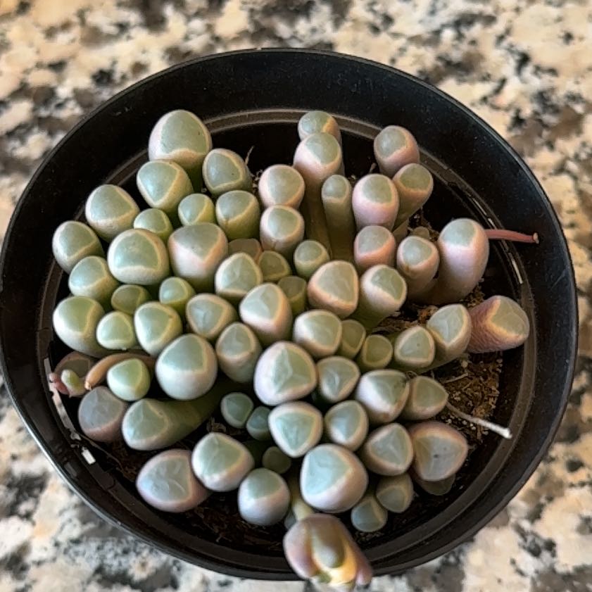 Photo of the plant species Baby Toes by @UnspoiltOlneya named Leaf Erickson on Greg, the plant care app