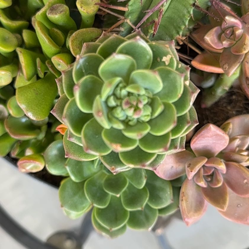 Photo of the plant species Echeveria 'Tippy' by @UnspoiltOlneya named Muhammad Ali on Greg, the plant care app