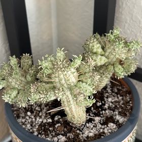 Photo of the plant species Variegated Corncob Cactus by @UnspoiltOlneya named Emerson on Greg, the plant care app