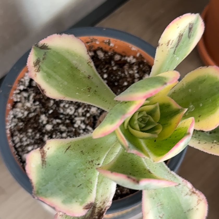 Photo of the plant species Aeonium 'Sunburst' by @UnspoiltOlneya named Zeus on Greg, the plant care app