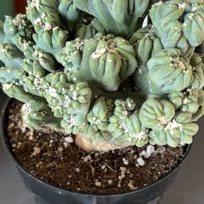Photo of the plant species Crested Ming Thing by @UnspoiltOlneya named Michelle Branch on Greg, the plant care app
