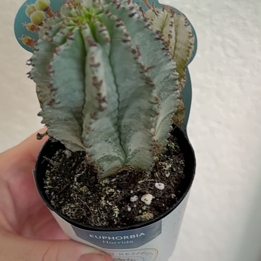 Photo of the plant species Euphorbia horrida by @UnspoiltOlneya named Zion on Greg, the plant care app