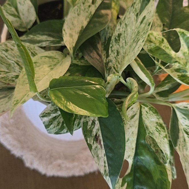 Photo of the plant species Pothos Glacier by @ShowyNoblefir91 named ChloroPhil on Greg, the plant care app