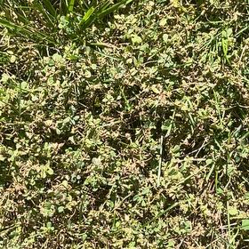 Photo of the plant species Milk Purslane by @ToughAjwain16 named Duke on Greg, the plant care app