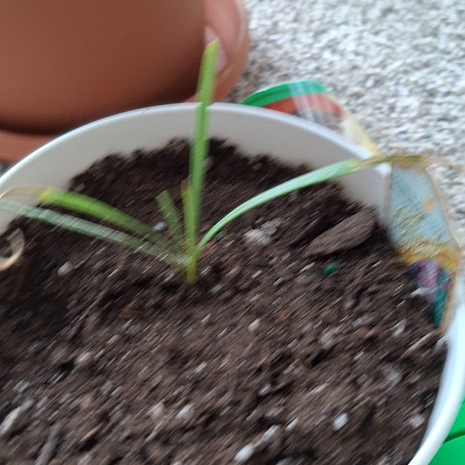 Photo of the plant species Dotted Blazing Star by @ChicFlax4 named Doja Cat on Greg, the plant care app