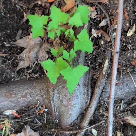 Photo of the plant species Wall Lettuce by @ProYuzu42 named Taylor Swift on Greg, the plant care app