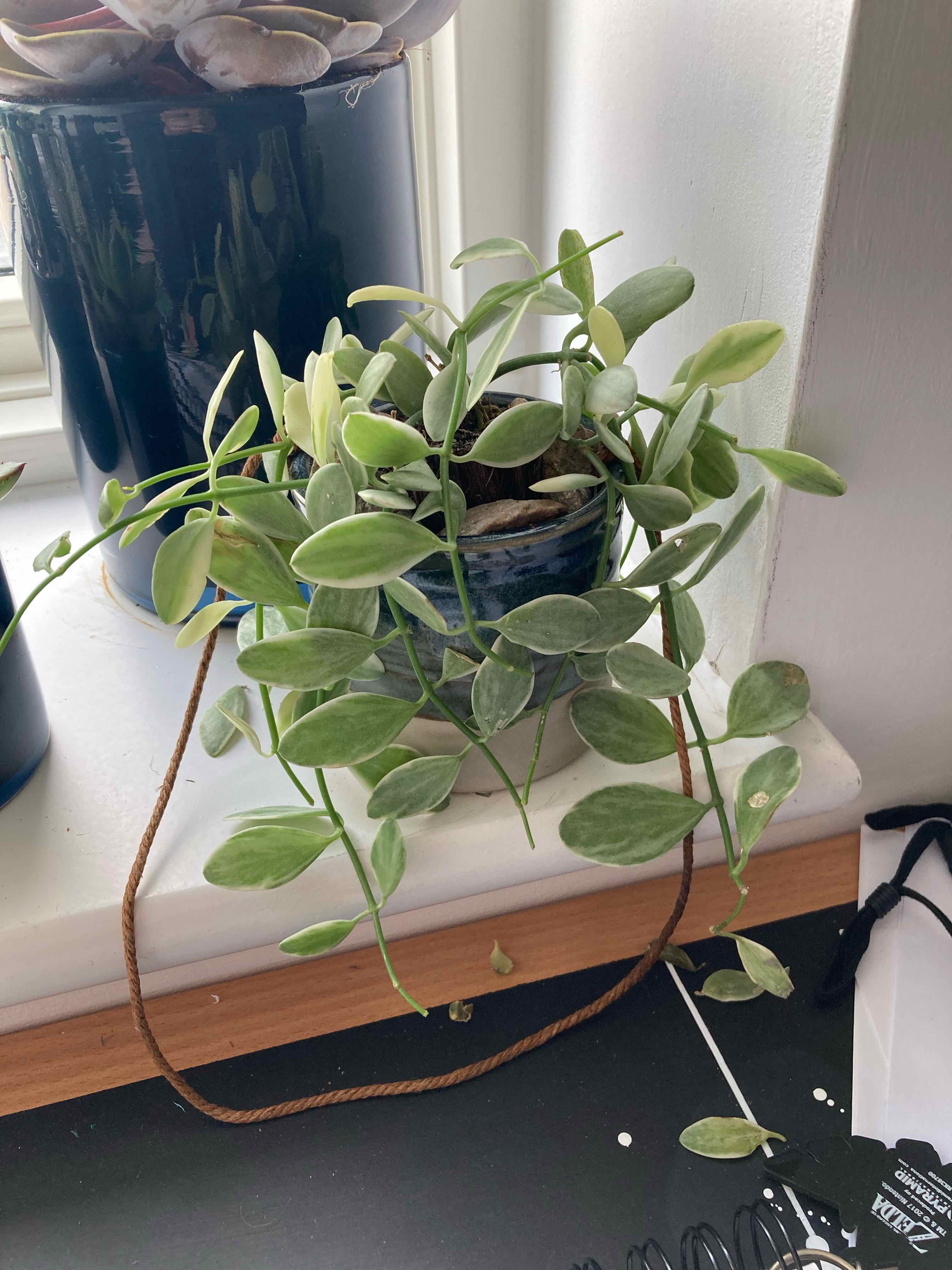 String of Nickels plant in a pot on a windowsill, healthy green leaves.