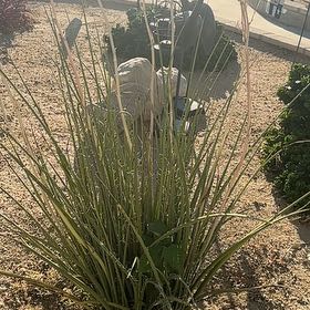 Photo of the plant species Desert Spoon by @LightFord0 named Emerson on Greg, the plant care app