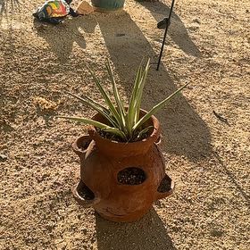Photo of the plant species Mohave Yucca by @LightFord0 named Einstein on Greg, the plant care app