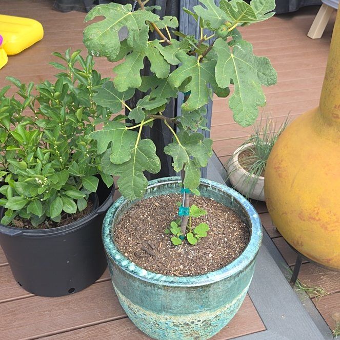 Photo of the plant species Fignomenal Dwarf Fig Tree by @TopAzureaster75 named Planty on Greg, the plant care app