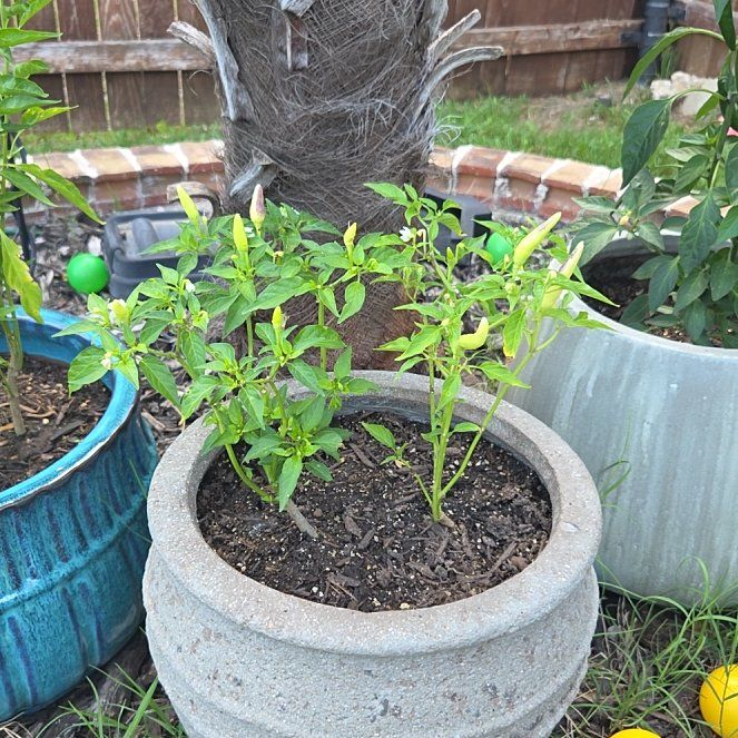 Photo of the plant species Facing Heaven Pepper by @TopAzureaster75 named Sierra on Greg, the plant care app