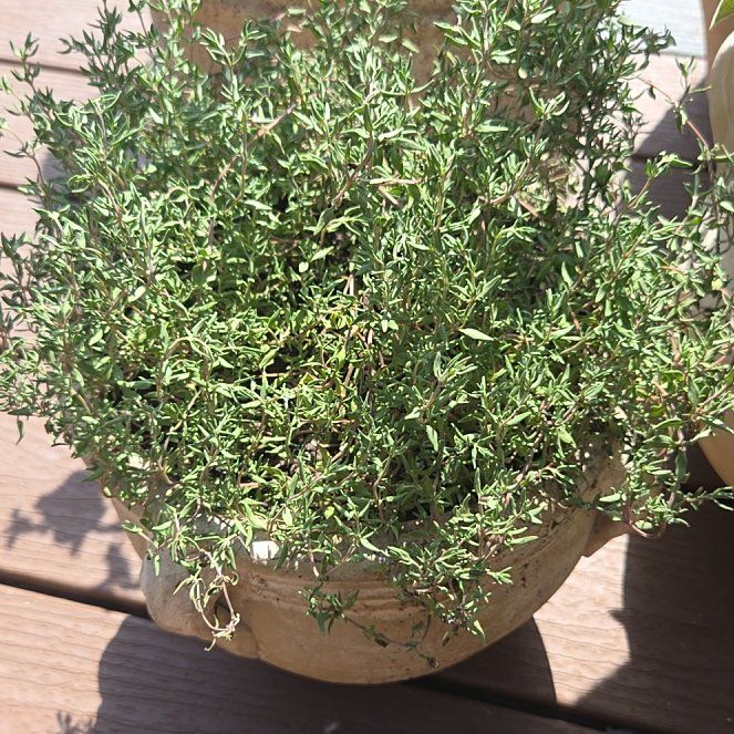 Photo of the plant species French Thyme by @TopAzureaster75 named Forrest on Greg, the plant care app