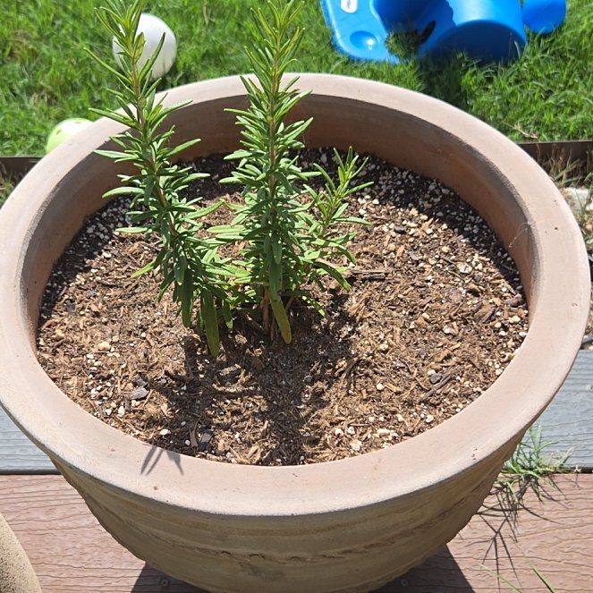 Photo of the plant species Blue Tuscan Rosemary by @TopAzureaster75 named Treeyoncé on Greg, the plant care app