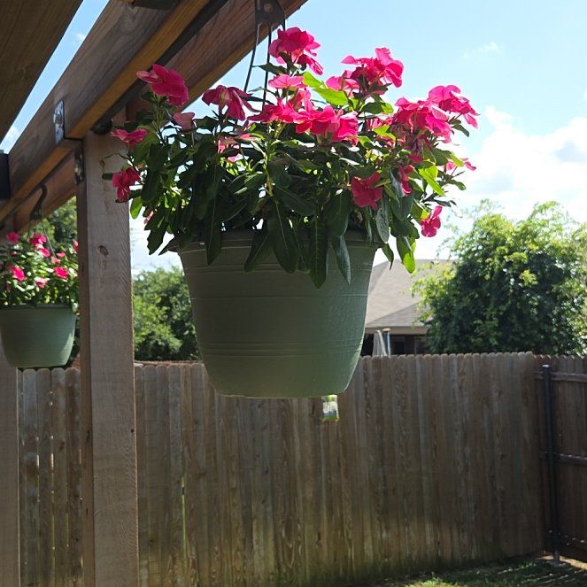 Photo of the plant species Herbaceous Periwinkle by @TopAzureaster75 named Lola on Greg, the plant care app