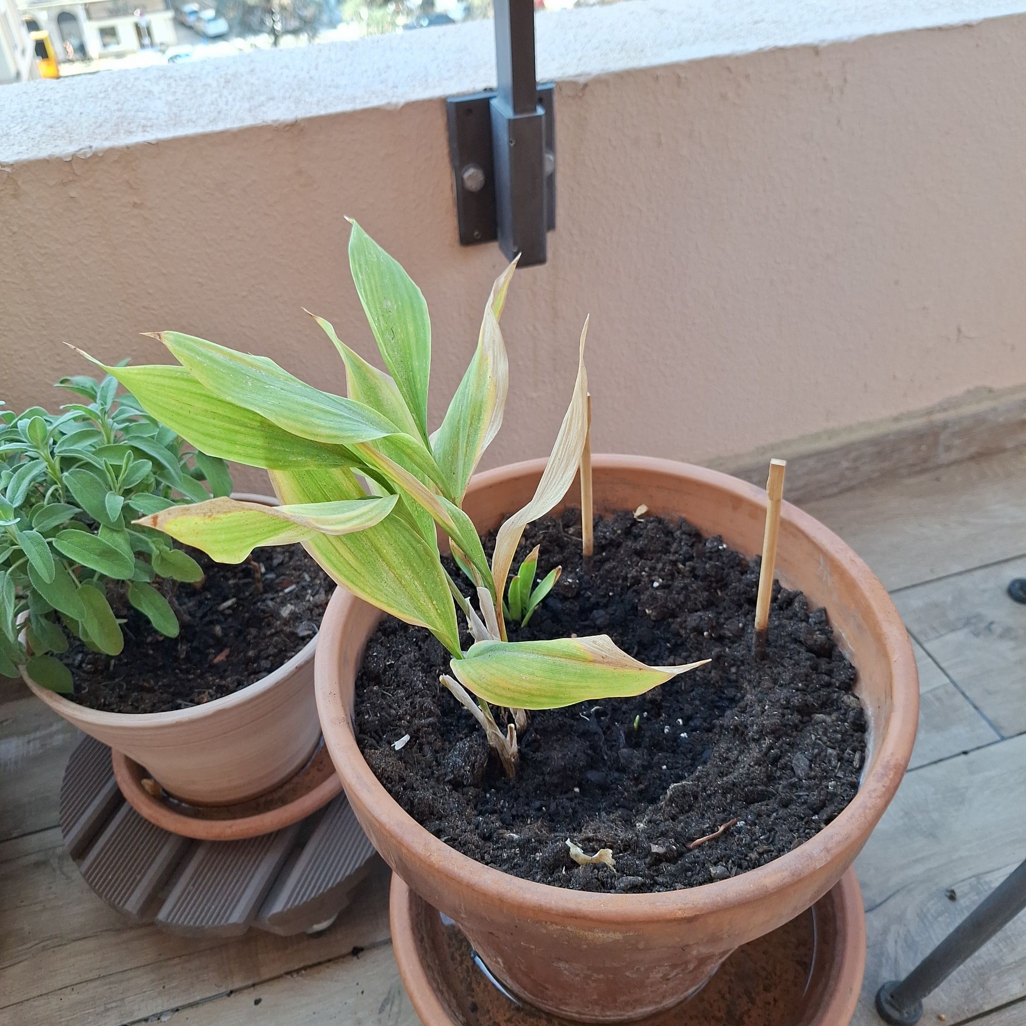 Photo of the plant species False Solomon's Seal by @YardCaleypea36 named Nithin on Greg, the plant care app
