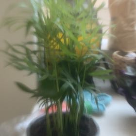 Photo of the plant species Varigated Parlour Palm by @AcademicBetel57 named Navajo on Greg, the plant care app